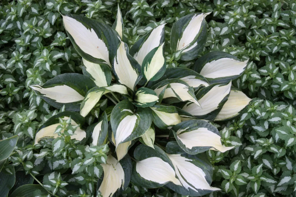 Hosta ‘Dancing Stars’