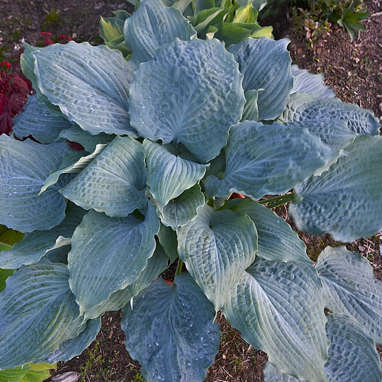 Hosta"Diamond Lake"Shadow Land