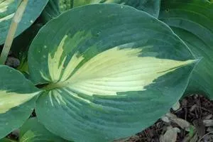 Hosta 'Dream Weaver' (20)ct Flat