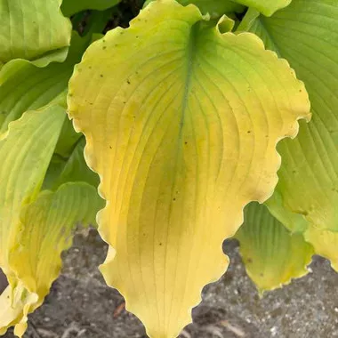 Hosta 'Echo the Sun' PPAF (20)ct Flat