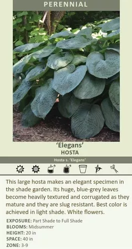 Hosta 'Elegans' (20)ct Flat