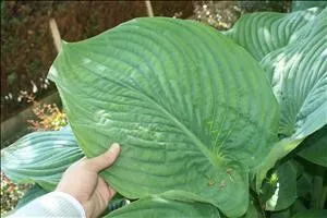 Hosta 'Empress Wu' PP20774 (4) 1-gallons