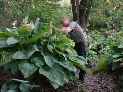 Hosta Empress Wu