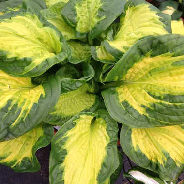 Hosta 'Etched Glass' PP30748 (20)ct Flat