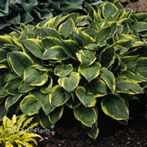 Hosta f. 'Aureo Marginata' - One Quart Pot Hostas