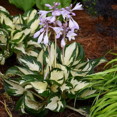 Hosta 'Fire and Ice' (4) 1-gallons