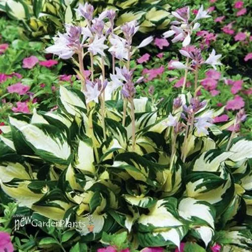 Hosta 'Fire and Ice' - One Quart Pot Hostas