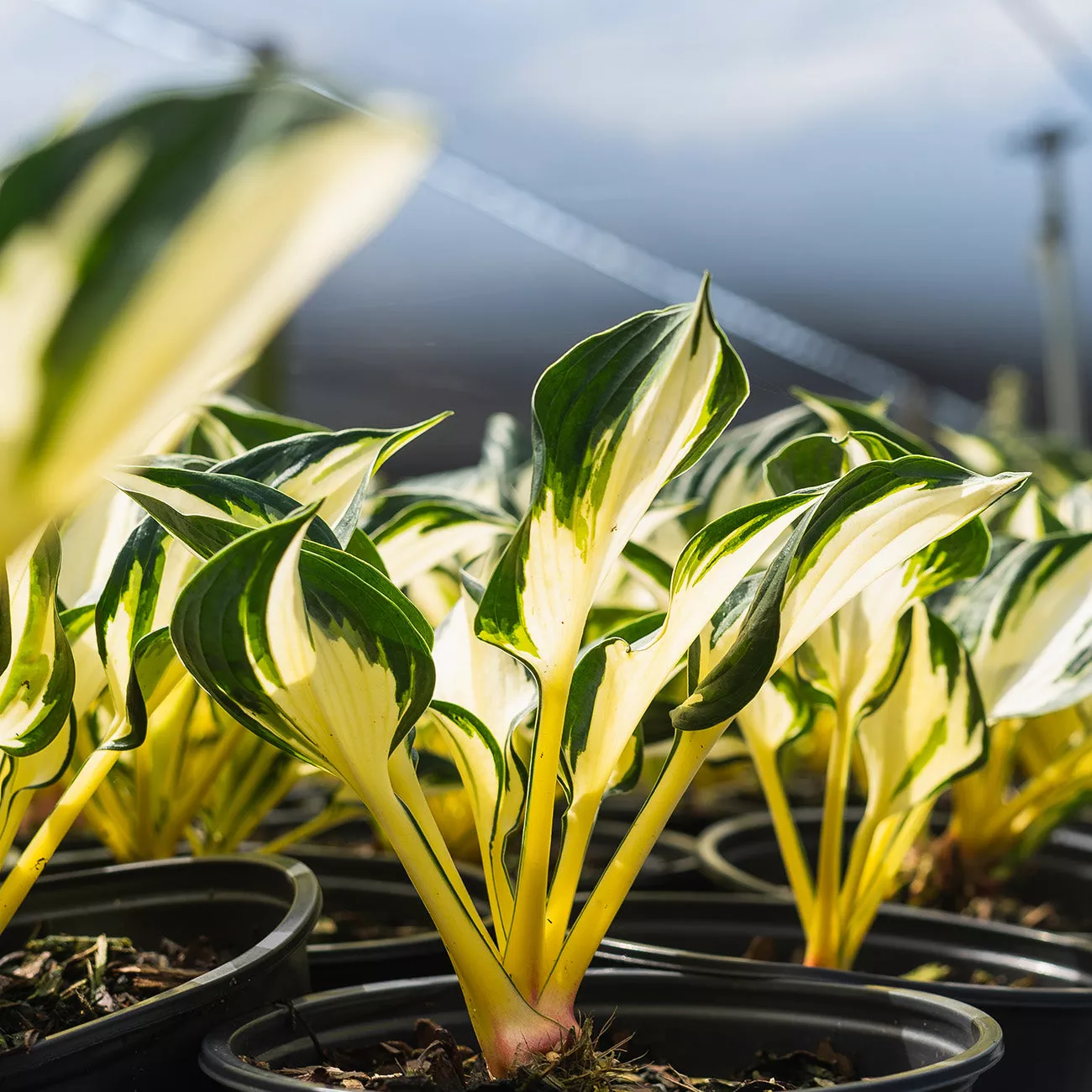 Hosta Fire and Ice Shrub – 1 Gallon