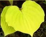 Hosta 'Fire Island' (4) 1-gallons
