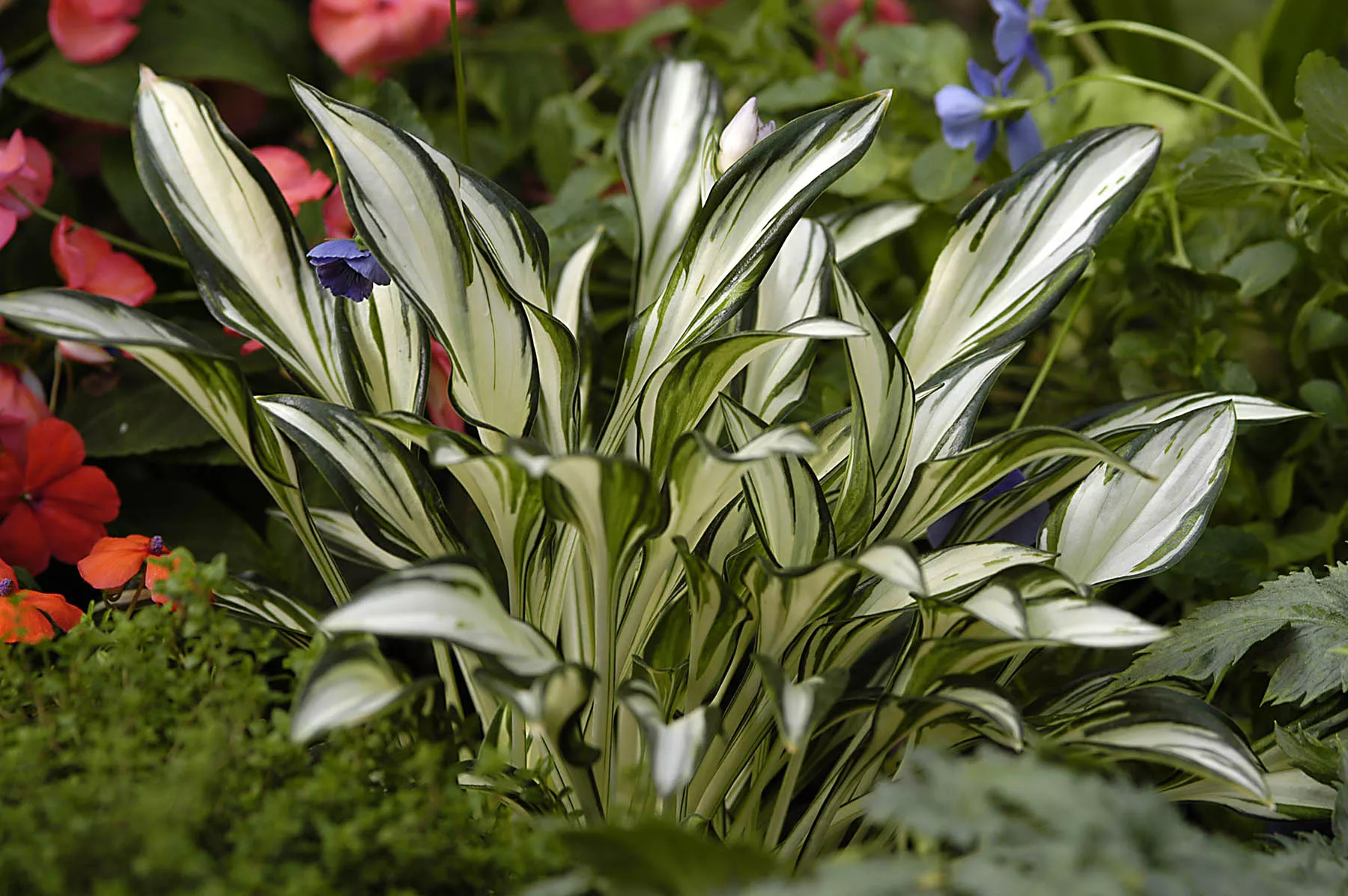 Hosta ‘Fireworks’