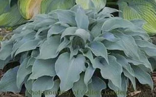 Hosta FLEMISH SKY (20)ct Flat