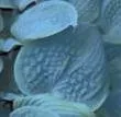 Hosta FRAGRANT BLUE (20)ct Flat