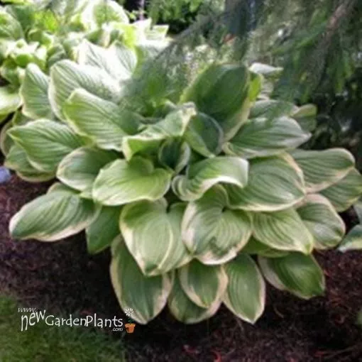 Hosta 'Fragrant Bouquet' - One Quart Pot Hostas