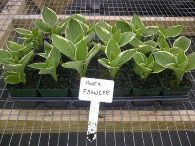 Hosta FRANCEE (18)ct Flat