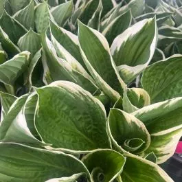 Hosta ‘Francee’