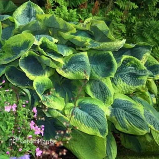 Hosta 'Frances Williams' - One Quart Pot Hostas