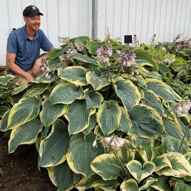 Hosta 'Gigantosaurus' PP35135 (20)ct Flat