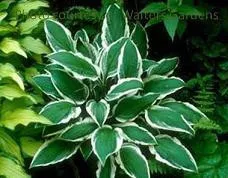 Hosta 'Ginko Craig' (25) BR Plants