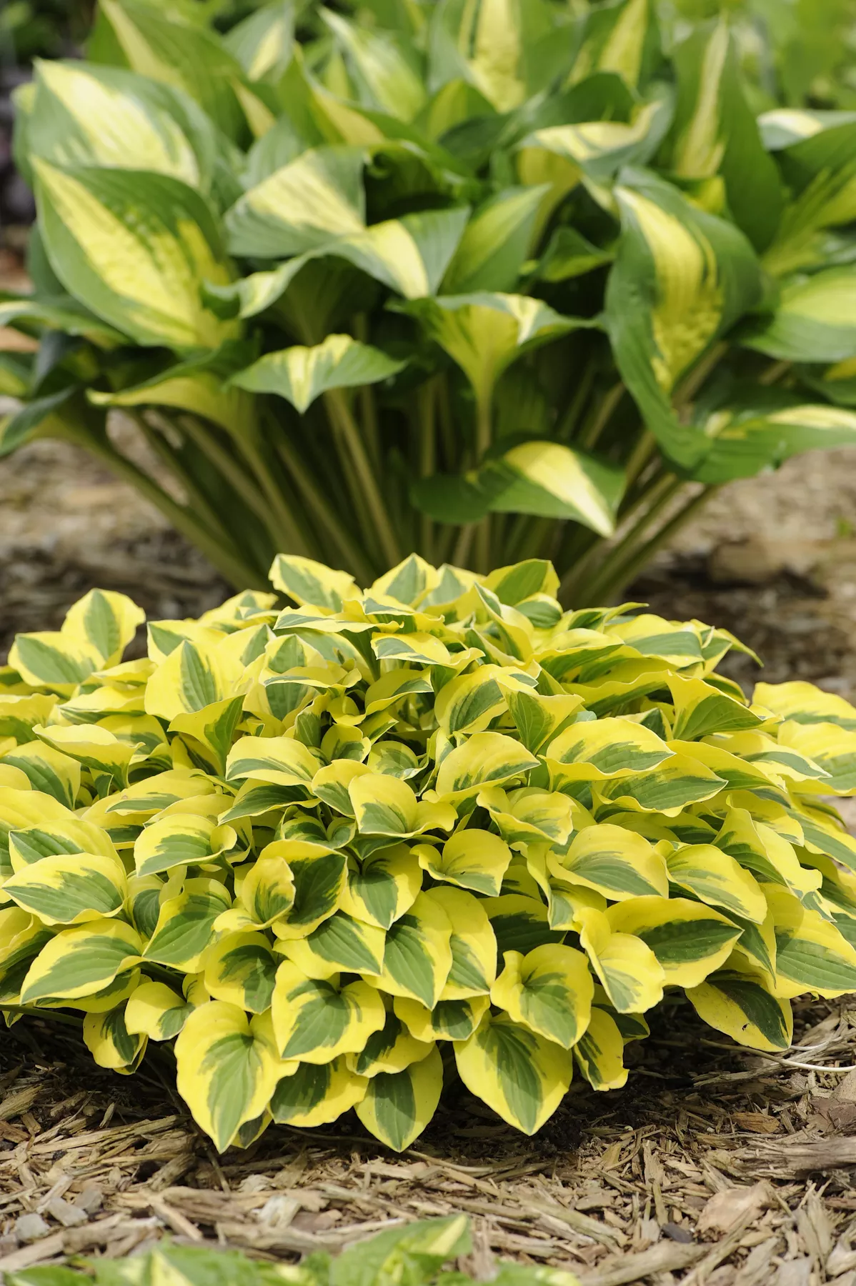 Hosta ‘Grand Prize’