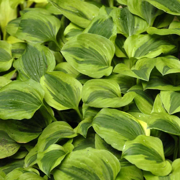 Hosta ‘Grand Tiara’
