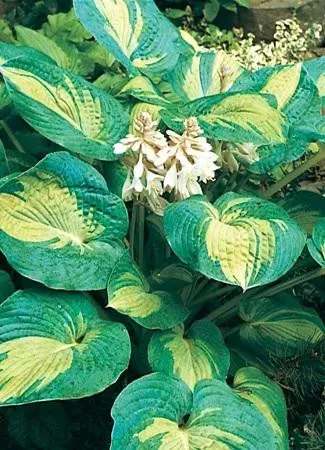 Hosta GREAT EXPECTATIONS (20)ct Flat