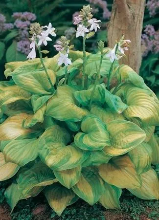 Hosta GUACAMOLE (20)ct Flat