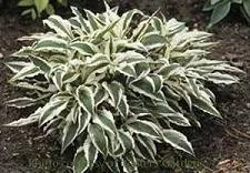 Hosta HI HO SILVER (20)ct Flat