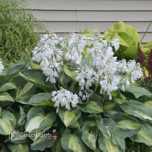 Hosta 'Hudson Bay' - One Quart Pot Hostas