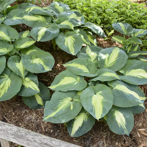 Hosta Hudson Bay