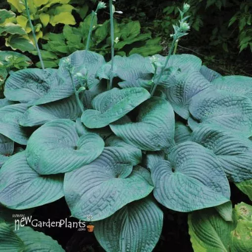 Hosta 'Humpback Whale' - One Quart Pot Hostas