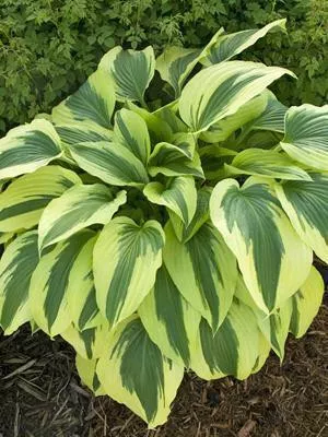 Hosta ICE FOLLIES (20)ct Flat