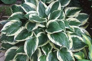 Hosta INDEPENDENCE (20)ct Flat