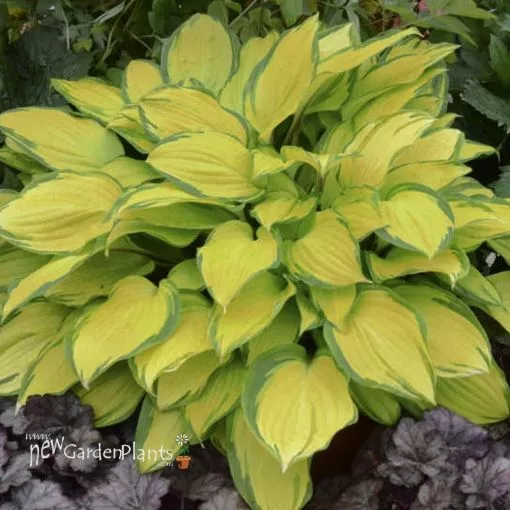 Hosta 'Island Breeze' - One Quart Pot Hostas