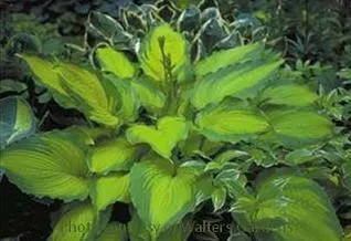 Hosta JOURNEY'S END PP#16,895 (20)ct Flat