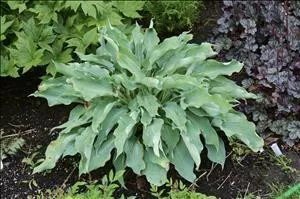Hosta JOY RIDE PPAF (20)ct Flat