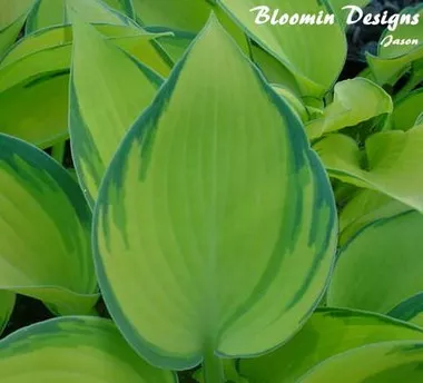 Hosta 'June' (4) 1-gallons