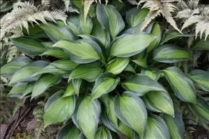 Hosta JUNE SPIRIT PPAF (20)ct Flat