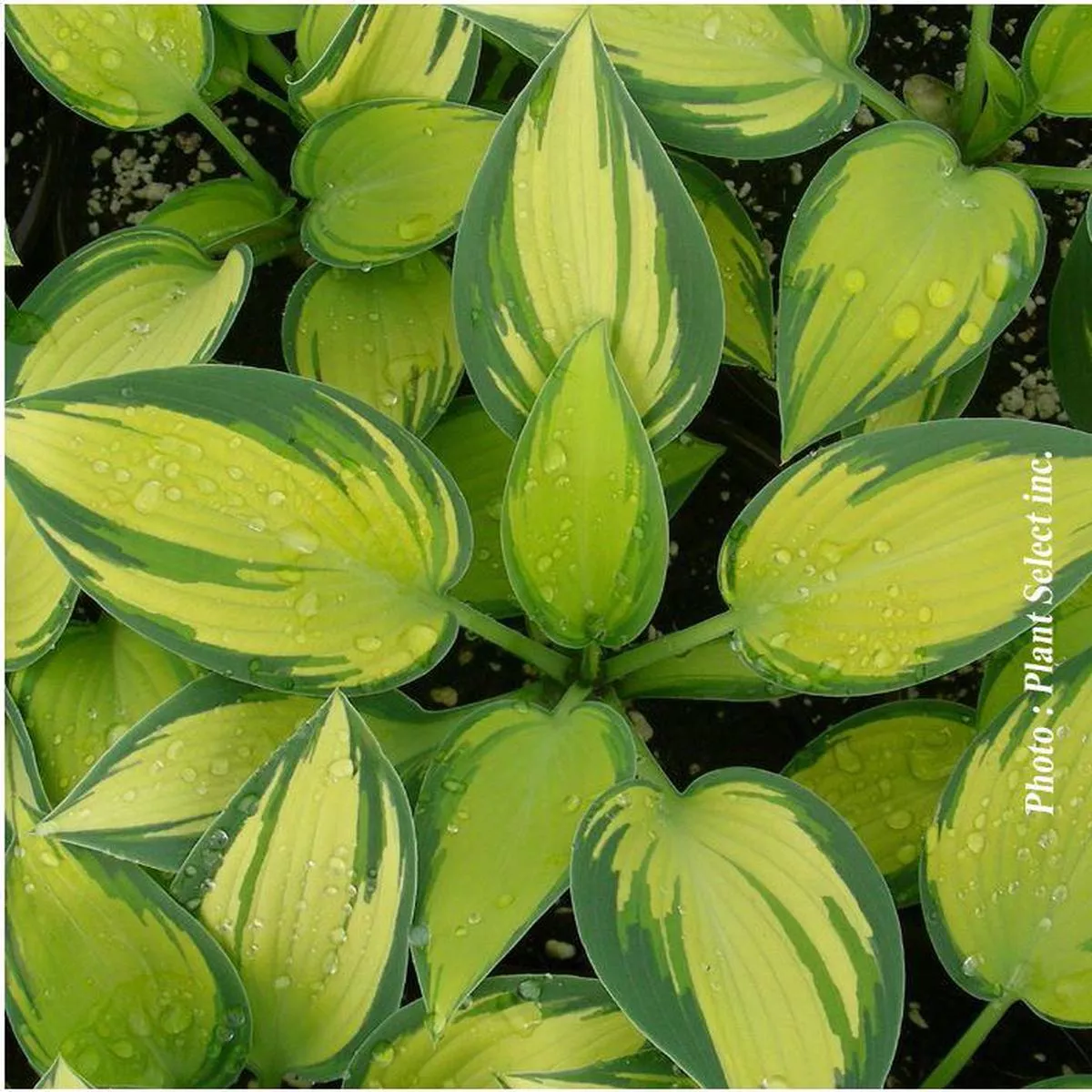 Hosta June