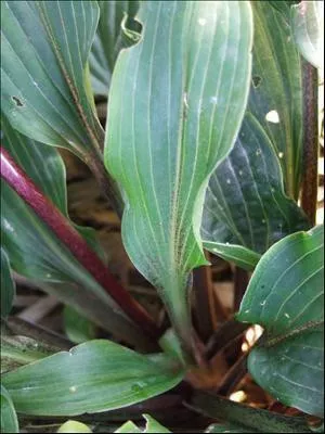 Hosta KATSURAGAWA BENI (20)ct Flat
