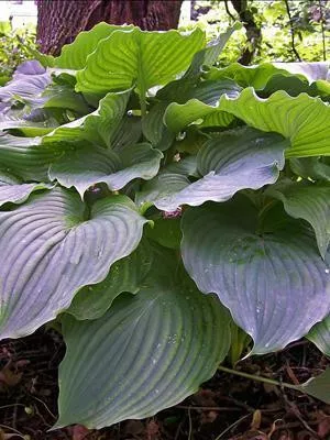 Hosta KOMODO DRAGON (20)ct Flat