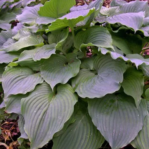 Hosta 'Komodo Dragon' - One Quart Pot Hostas