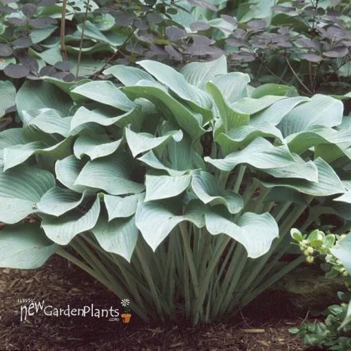 Hosta 'Krossa Regal' - One Quart Pot Hostas