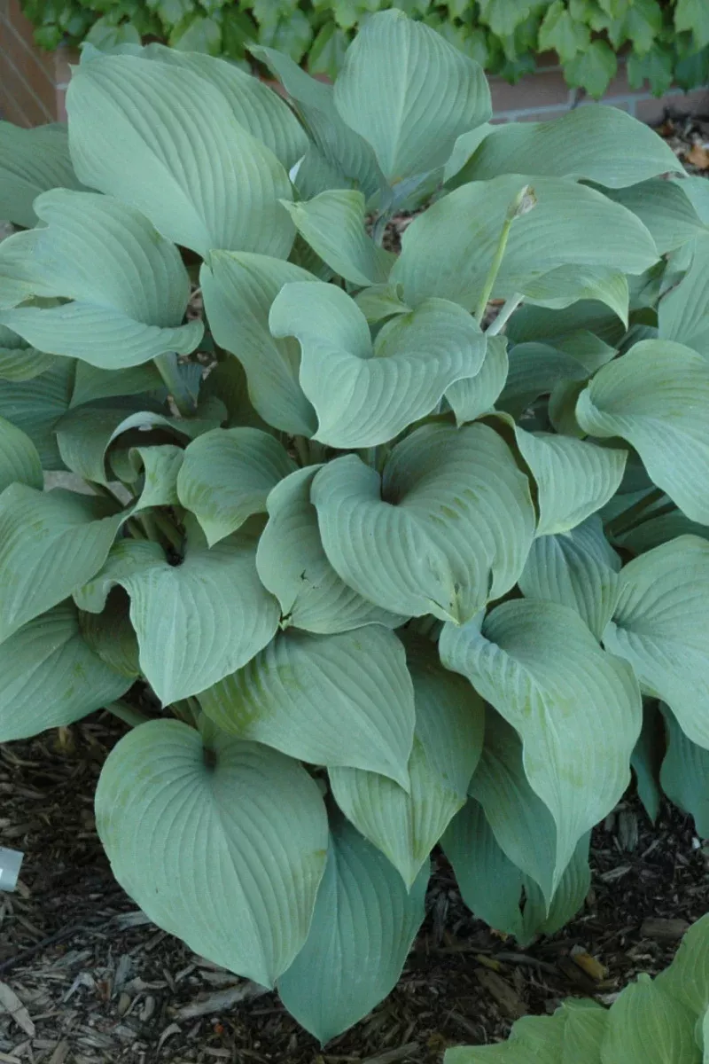 Hosta ‘Krossa Regal’