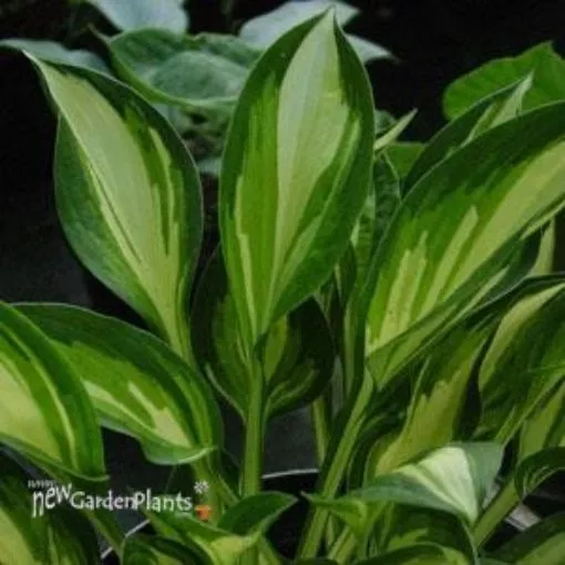 Hosta Lakeside Little Tuft - One Quart Pot Hostas
