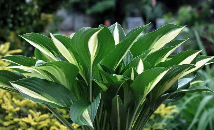 Hosta - Lakeside Little Tuft
