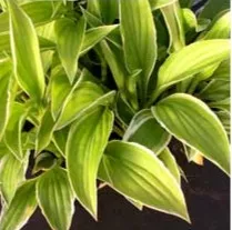 Hosta Lemon Frost