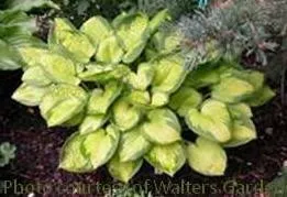 Hosta LITTLE SUNSPOT (20)ct Flat