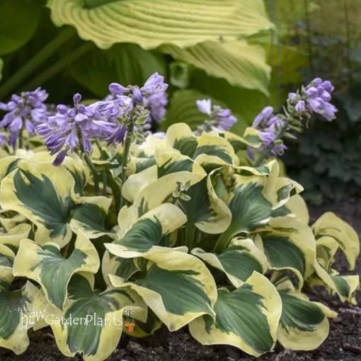 Hosta 'Mini Skirt' PP26743 - One Quart Pot Hostas