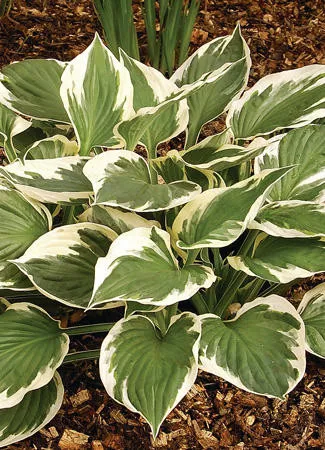 Hosta 'Minuteman' (20)ct Flat
