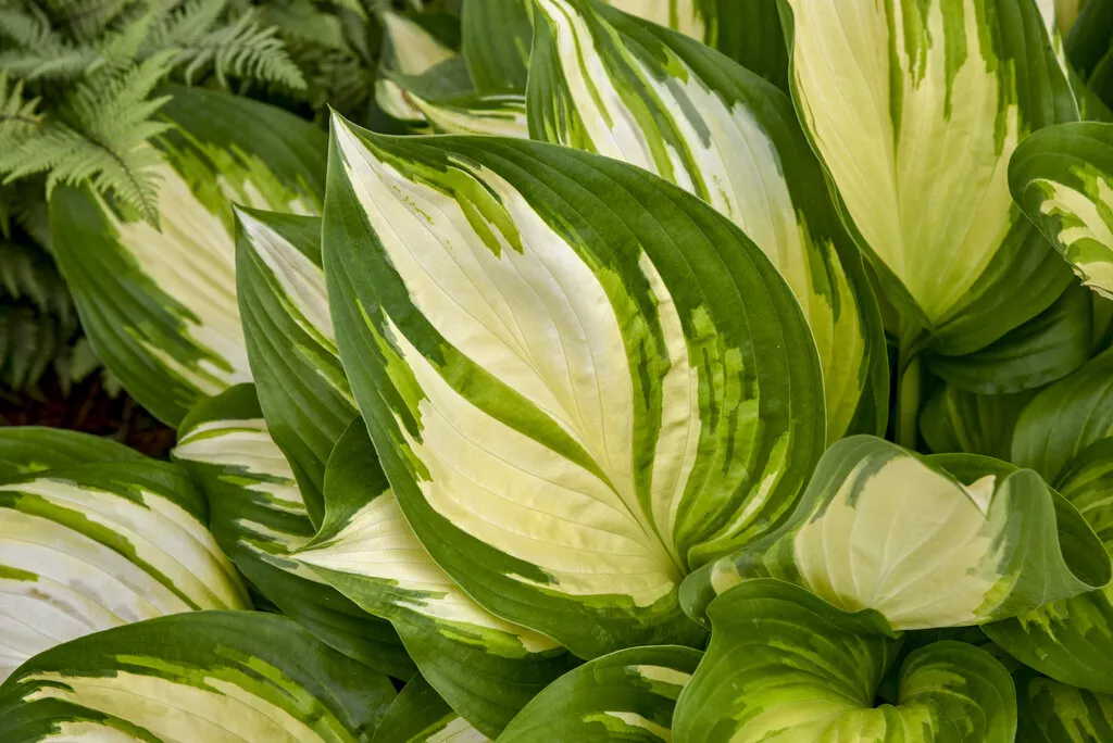 Hosta Miss America